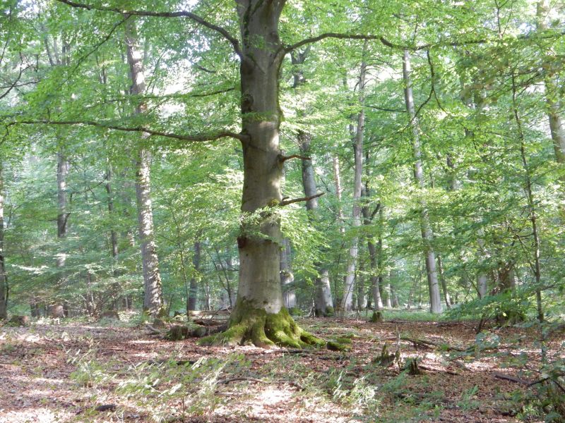 Die Rotbuche ist der Baum des Jahres 2022!